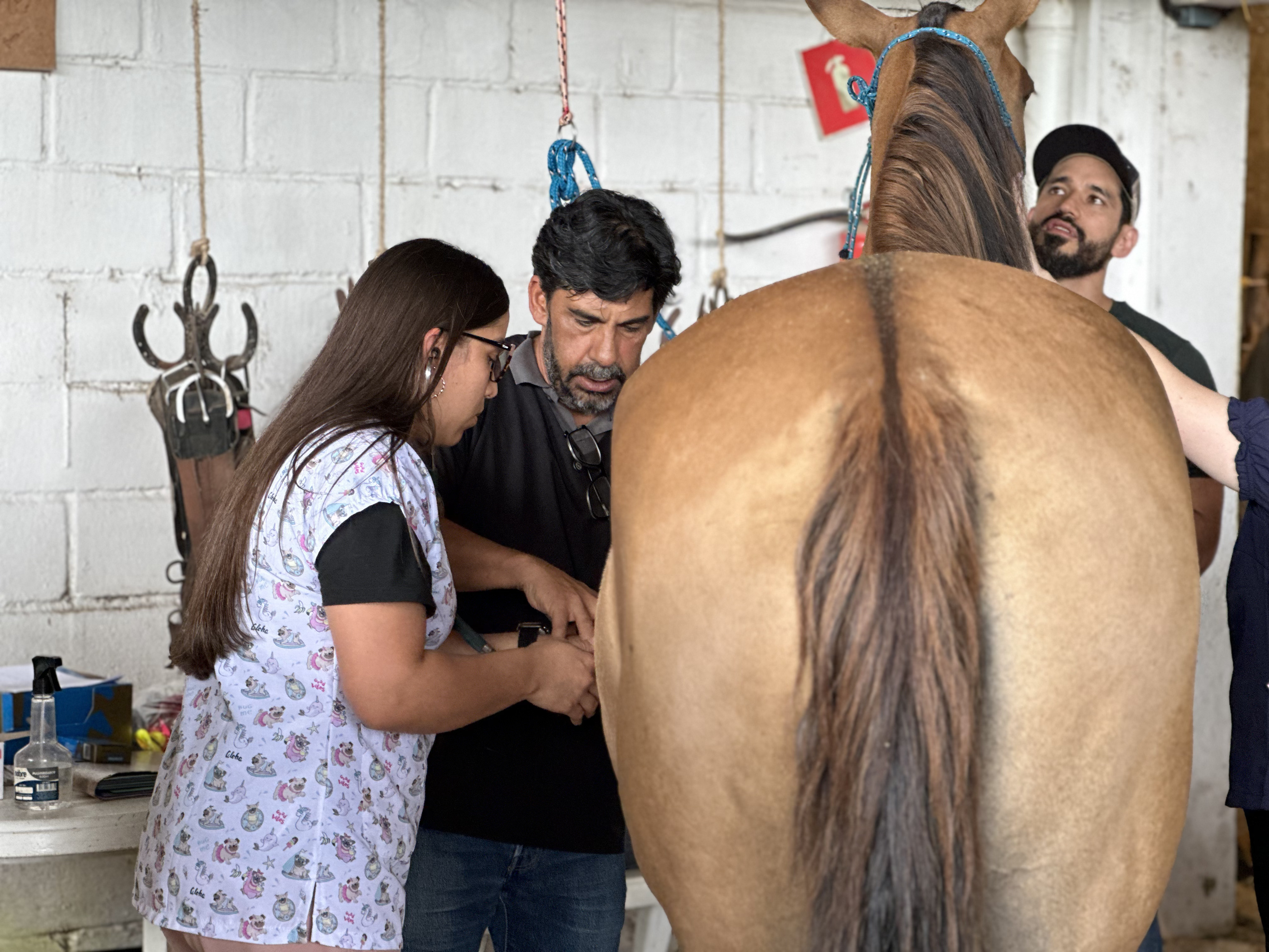 Auscultação do cavalo