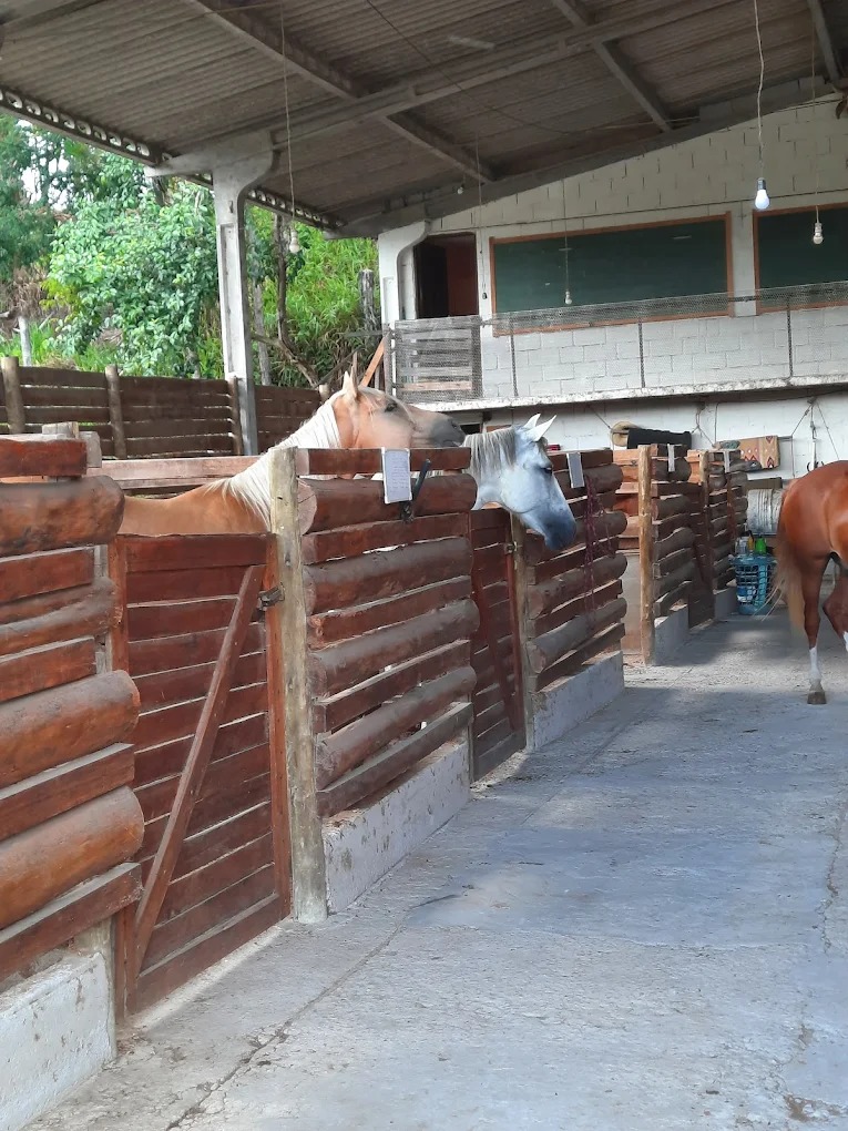Cavalos nas cocheiras